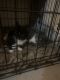 American Shorthair Cats for sale in Okeene, OK 73763, USA. price: NA