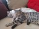 American Shorthair Cats for sale in San Antonio, TX, USA. price: NA