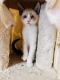 American Shorthair Cats for sale in Los Angeles, CA, USA. price: NA