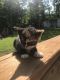 American Shorthair Cats for sale in Waterville, NY 13480, USA. price: NA