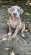 American Staffordshire Terrier Puppies for sale in Westland, MI, USA. price: NA
