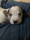 American Staffordshire Terrier Puppies for sale in Chicago, IL 60623, USA. price: NA