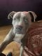 American Staffordshire Terrier Puppies for sale in Queens, NY, USA. price: NA