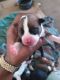 American Staffordshire Terrier Puppies for sale in Virginia Beach, VA, USA. price: NA