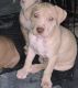 American Staffordshire Terrier Puppies for sale in Cleveland, OH, USA. price: NA