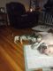American Staffordshire Terrier Puppies for sale in St. Louis, MO, USA. price: $125
