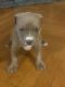 American Staffordshire Terrier Puppies for sale in Charleston, IL 61920, USA. price: NA