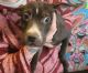 American Staffordshire Terrier Puppies for sale in Gloversville, NY 12078, USA. price: NA