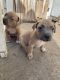 American Staffordshire Terrier Puppies for sale in Hampton, VA, USA. price: NA