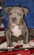 American Staffordshire Terrier Puppies for sale in San Antonio, TX, USA. price: $300
