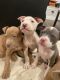 American Staffordshire Terrier Puppies for sale in St. Louis, MO, USA. price: $400