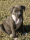 American Staffordshire Terrier Puppies for sale in Irvington, AL 36544, USA. price: $600