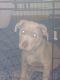 American Staffordshire Terrier Puppies for sale in Conway, AR, USA. price: NA