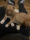 American Staffordshire Terrier Puppies for sale in 566 Greene Ave, Brooklyn, NY 11216, USA. price: NA