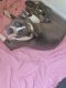 American Staffordshire Terrier Puppies for sale in Houston, TX 77071, USA. price: $500