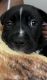 American Staffordshire Terrier Puppies for sale in Jacksonville, FL, USA. price: NA