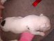 American Staffordshire Terrier Puppies for sale in Columbus, OH, USA. price: NA