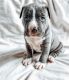 American Staffordshire Terrier Puppies for sale in Mendon, MI 49072, USA. price: NA