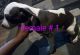 American Staffordshire Terrier Puppies for sale in Kansas City, MO, USA. price: NA