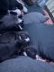 American Staffordshire Terrier Puppies for sale in Detroit, MI 48227, USA. price: NA