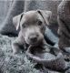 beautiful male and female Blue staffy puppies available they are 10 we