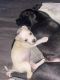 American Staffordshire Terrier Puppies for sale in Miami, FL, USA. price: NA