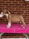 American Staffordshire Terrier Puppies for sale in Roanoke, VA, USA. price: NA