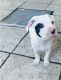 American Staffordshire Terrier Puppies for sale in Las Vegas, NV 89121, USA. price: NA