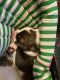 American Staffordshire Terrier Puppies for sale in Tallahassee, FL, USA. price: NA