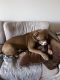 American Staffordshire Terrier Puppies for sale in Sherman Oaks, Los Angeles, CA, USA. price: NA