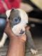 American Staffordshire Terrier Puppies for sale in Miami, FL, USA. price: NA