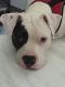 American Staffordshire Terrier Puppies for sale in Massena, NY 13662, USA. price: NA
