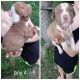 American Staffordshire Terrier Puppies for sale in Flint, MI, USA. price: NA