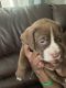American Staffordshire Terrier Puppies for sale in Cincinnati, OH, USA. price: NA
