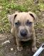 American Staffordshire Terrier Puppies for sale in Jacksonville, FL, USA. price: NA