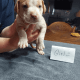 American Staffordshire Terrier Puppies for sale in Peoria, IL, USA. price: NA