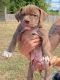 American Staffordshire Terrier Puppies for sale in Walden, NY 12586, USA. price: NA