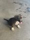American Staffordshire Terrier Puppies for sale in New York, NY 10037, USA. price: NA