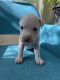 American Staffordshire Terrier Puppies for sale in Richmond, VA, USA. price: NA