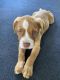 American Staffordshire Terrier Puppies for sale in S Fiske Blvd & Barton Blvd, Rockledge, FL 32955, USA. price: NA