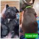 American Staffordshire Terrier Puppies for sale in Portland, OR 97267, USA. price: NA