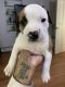 American Staffordshire Terrier Puppies for sale in Shirley, NY, USA. price: NA