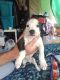 American Staffordshire Terrier Puppies for sale in Norman, OK, USA. price: NA