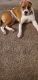 American Staffordshire Terrier Puppies for sale in Atlanta, GA, USA. price: $300