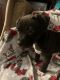 American Staffordshire Terrier Puppies for sale in Williston, VT, USA. price: NA