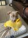 American Staffordshire Terrier Puppies for sale in Coral Springs, FL, USA. price: NA