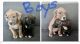 American Staffordshire Terrier Puppies for sale in Hobart, IN, USA. price: NA