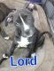 American Staffordshire Terrier Puppies for sale in 9353 Chase St, Spring Hill, FL 34606, USA. price: NA
