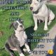American Staffordshire Terrier Puppies for sale in Buckeye, AZ, USA. price: NA