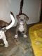 American Staffordshire Terrier Puppies for sale in Beaumont, TX, USA. price: $125